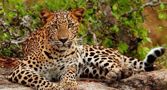 Yala National Park Safari